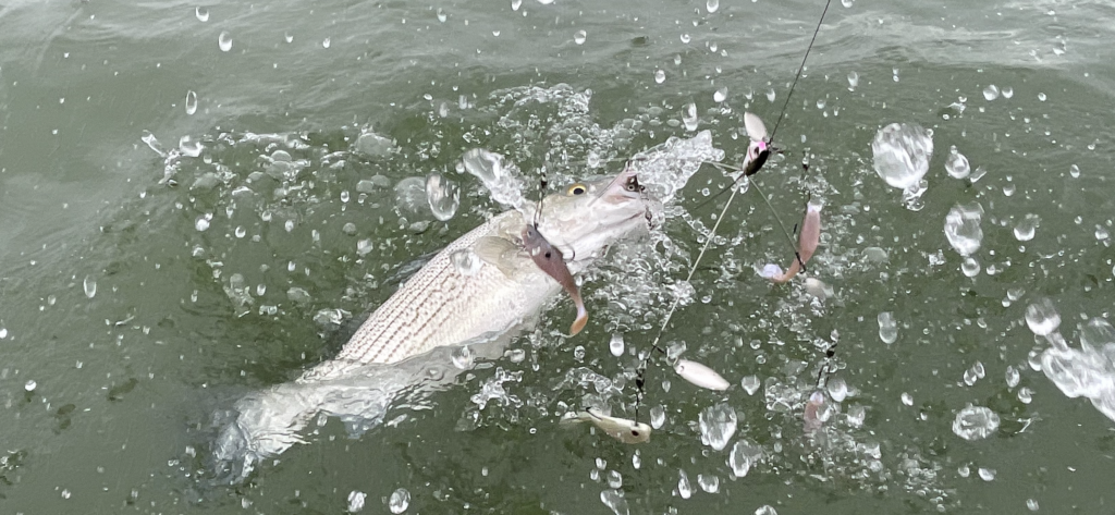 Hybrid Striper Fishing