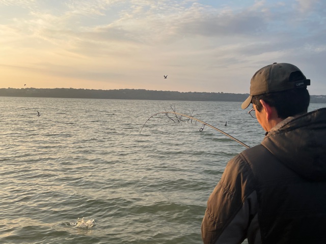 Hybrid Striper Fishing 