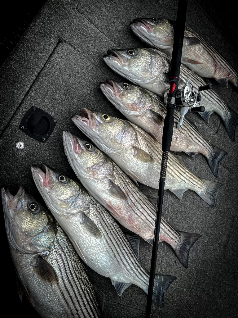 Lake Whitney Striper Fishing Guide Service