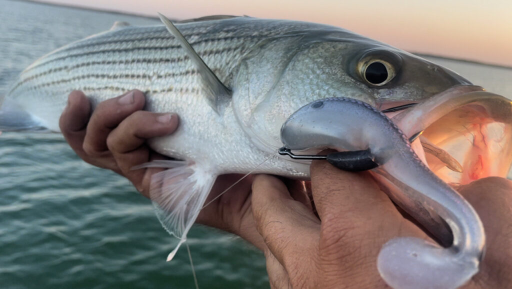 Striper Fishing