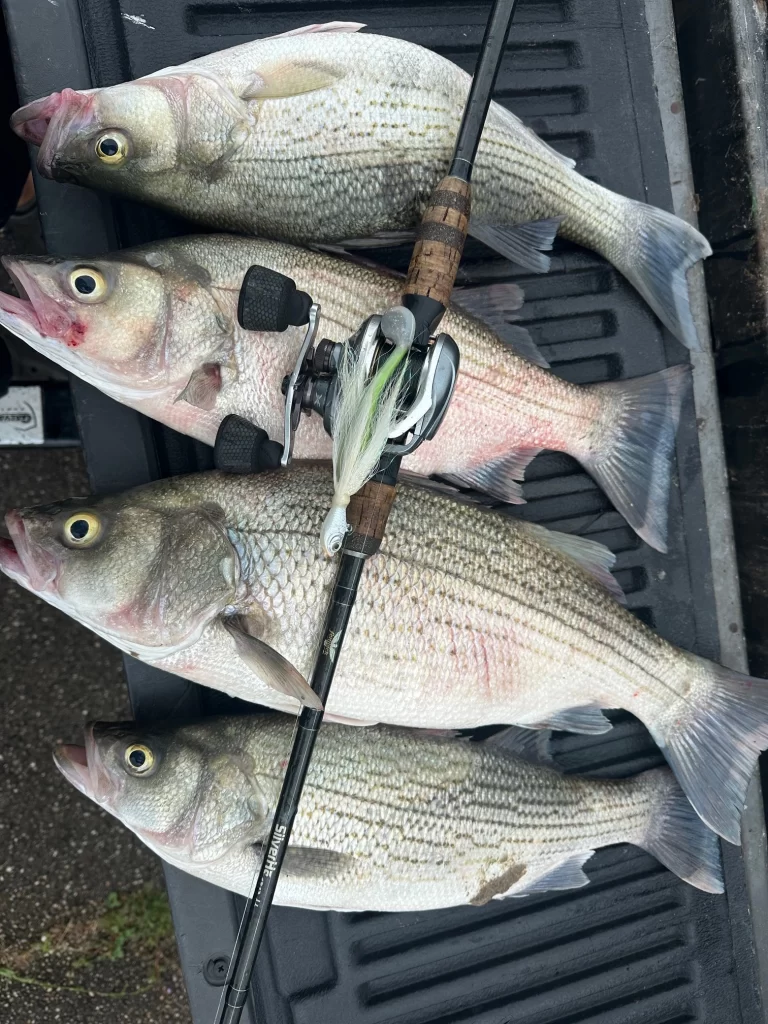 Hybrid Striper Fishing With Texas Fins ${2} class=